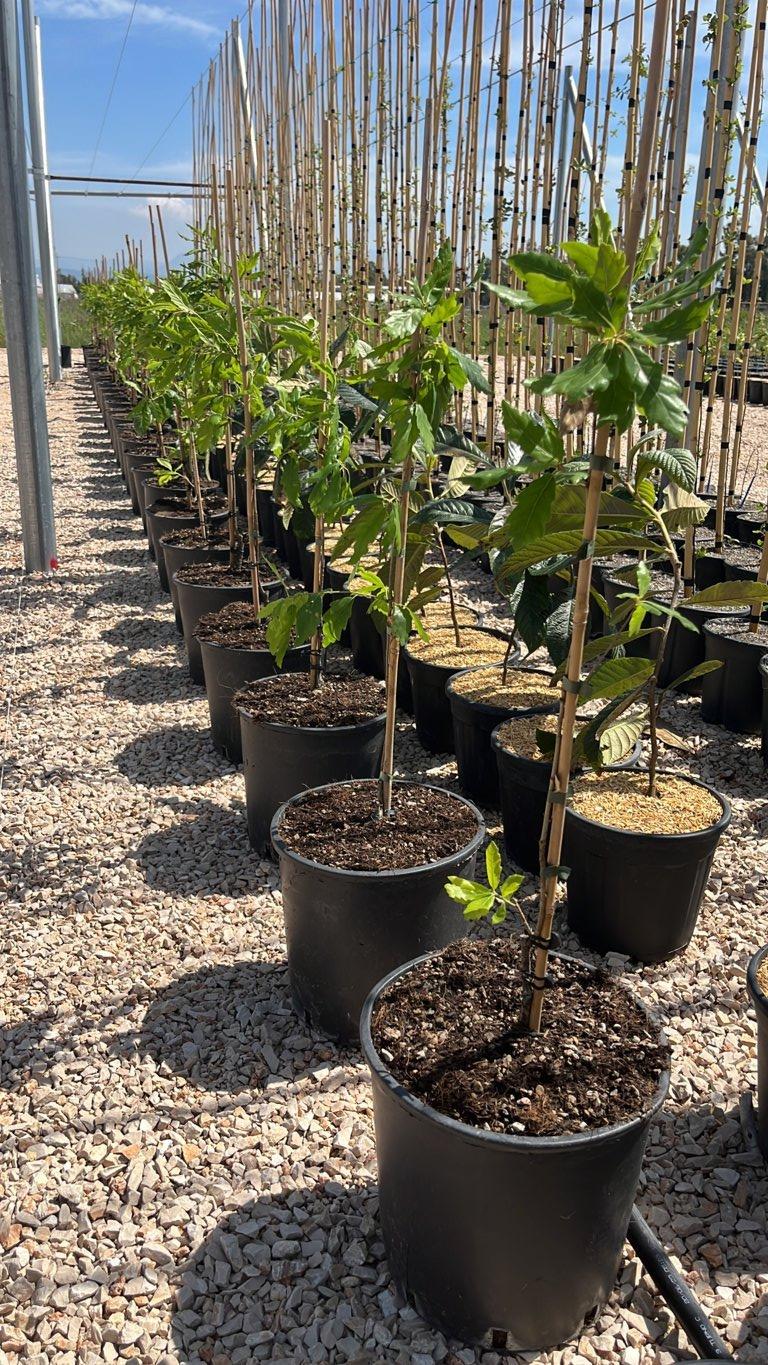 QUERCUS F.C X TURNERI