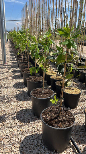 QUERCUS F.C X TURNERI