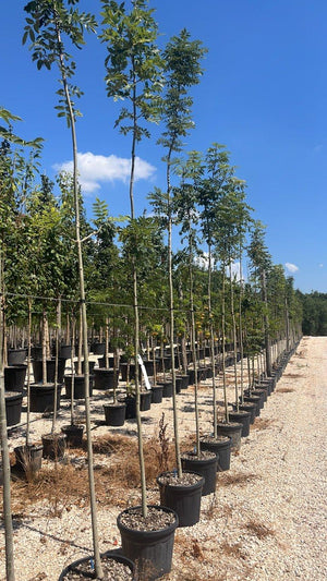 FRAXINUS EXCELSIOR ALTENA