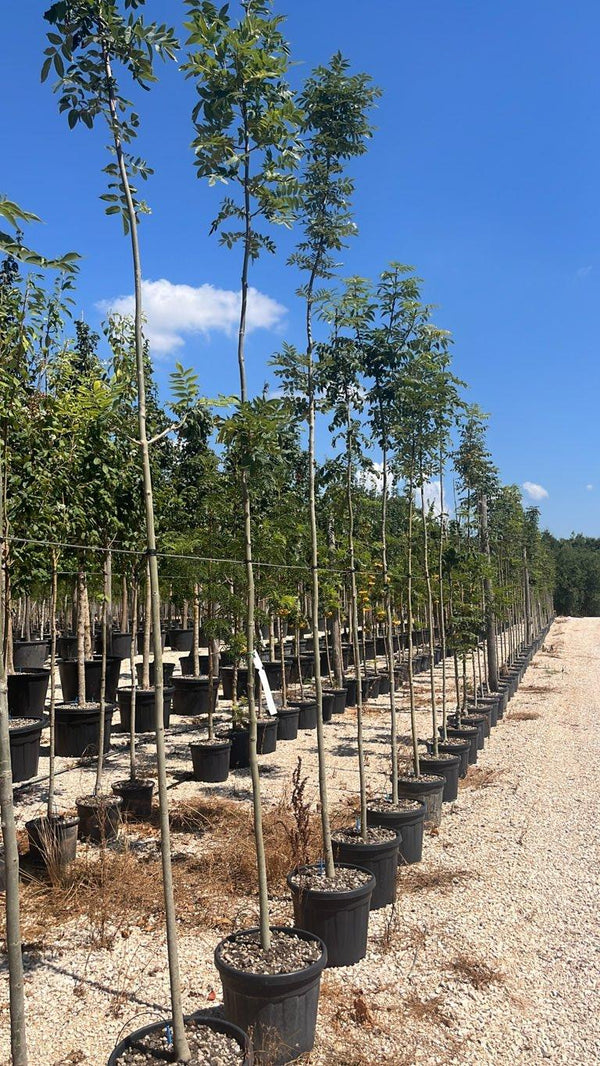 FRAXINUS EXCELSIOR ALTENA