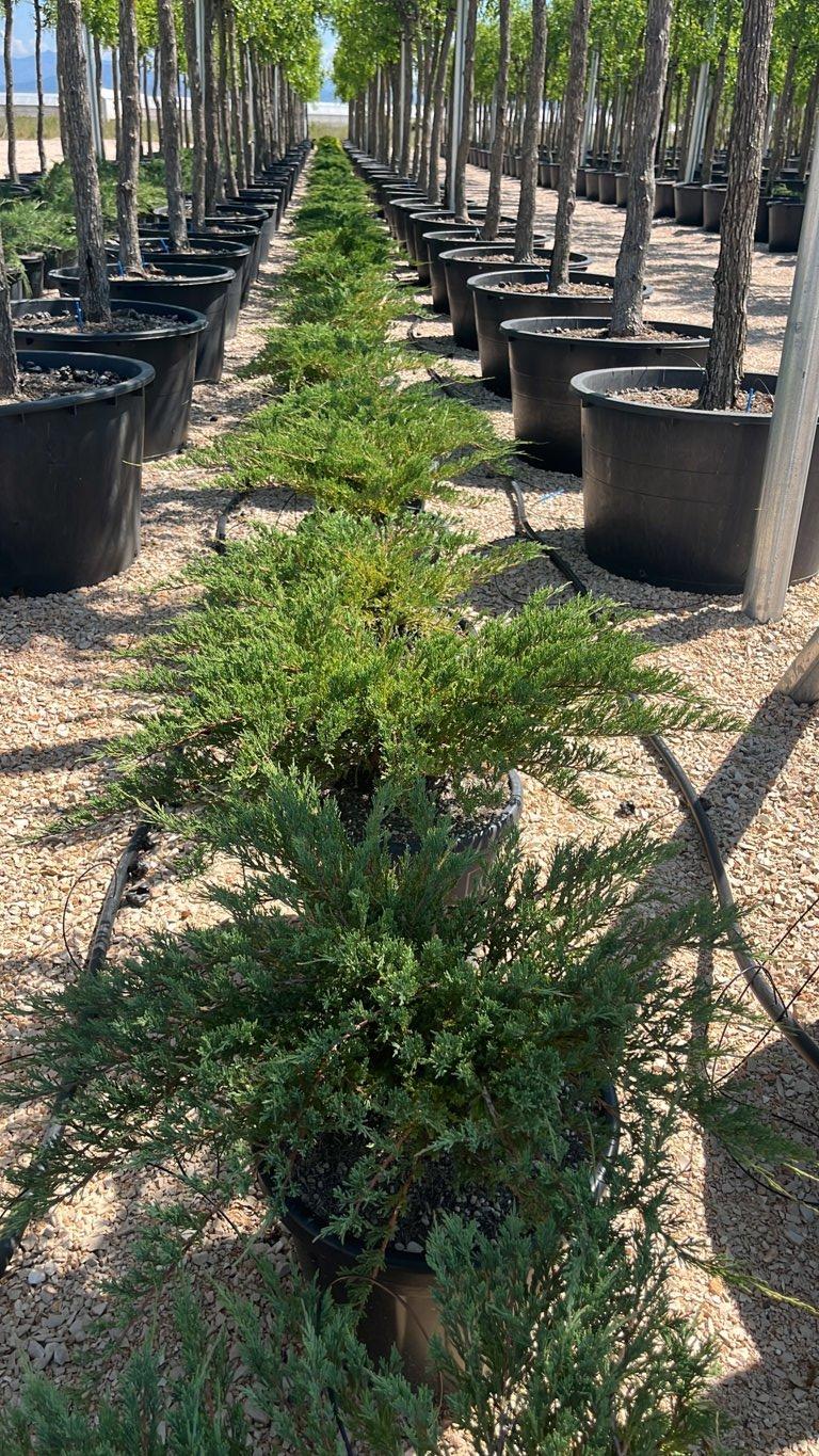 JUNIPERUS PFITZERIANA PRINCE OF WALES