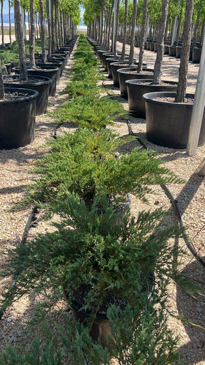 JUNIPERUS PFITZERIANA PRINCE OF WALES