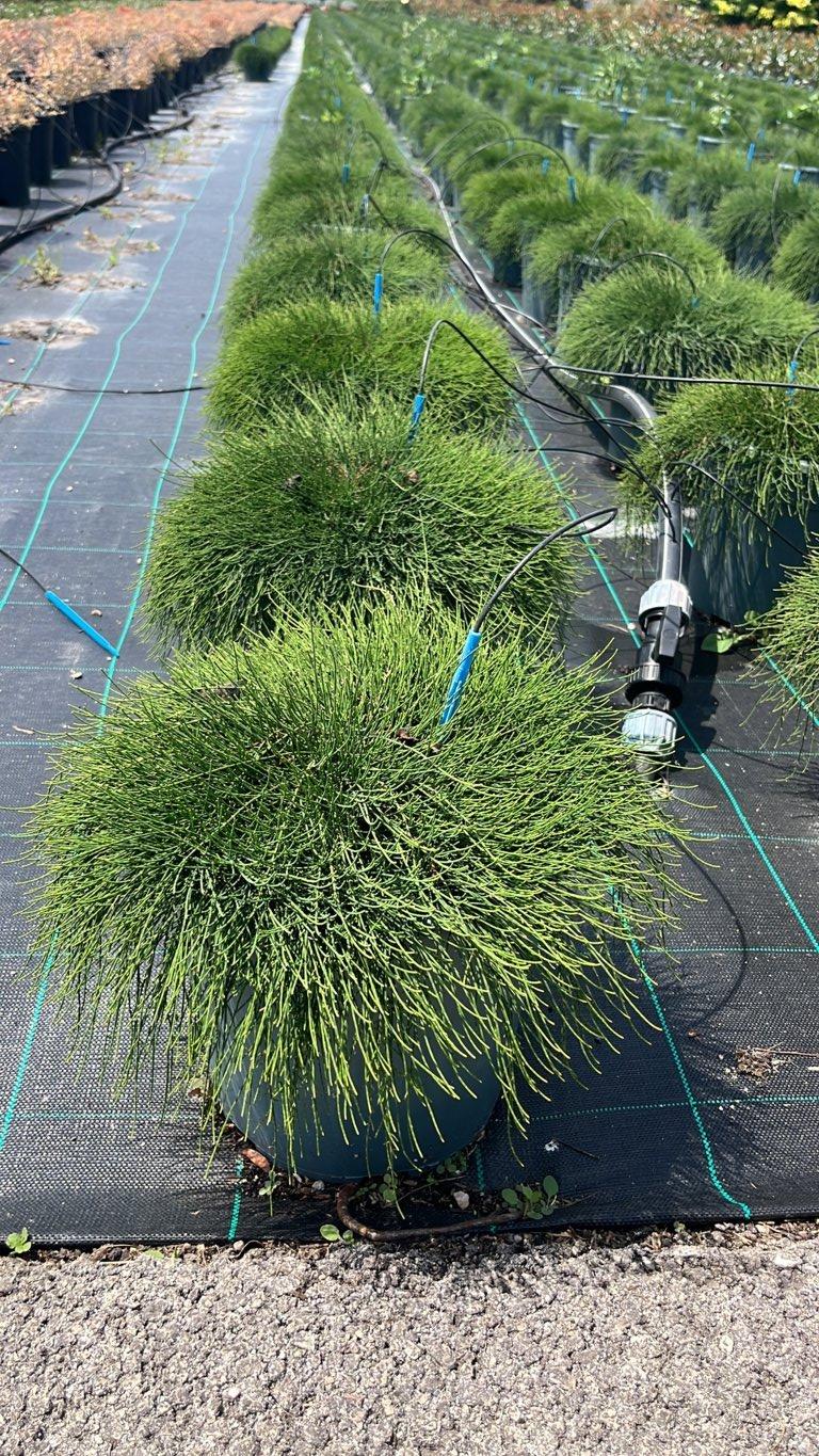 CASUARINA REPENS