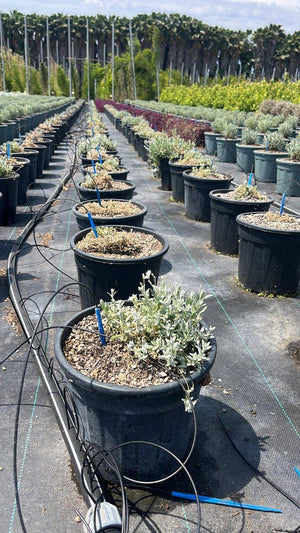 CERASTIUM TOMENTOSUM SILVER WHITE