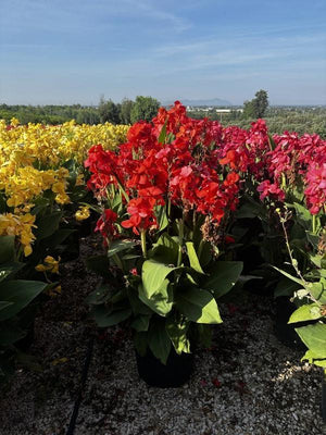 CANNA INDICA CANNOVA RED SHADES