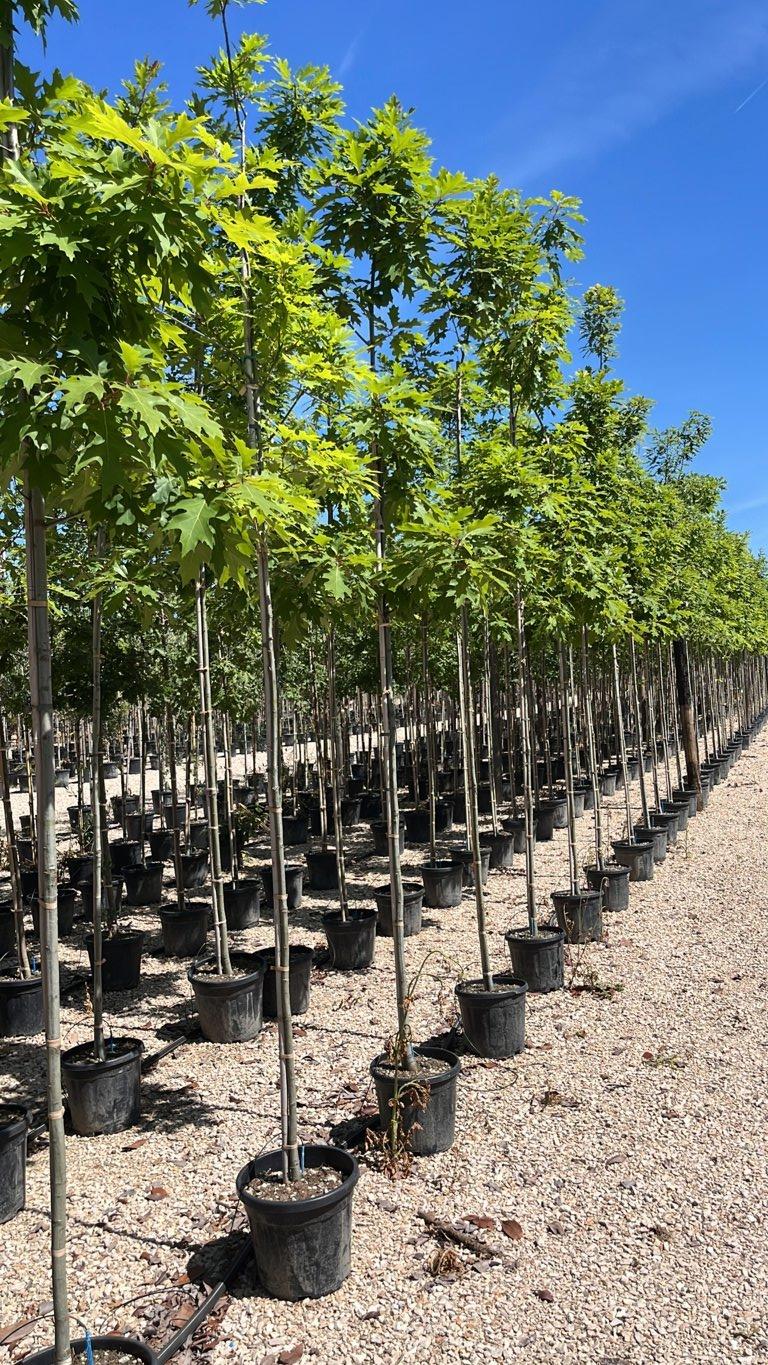 QUERCUS F.C RUBRA