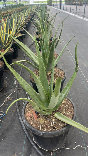 ALOE VERA