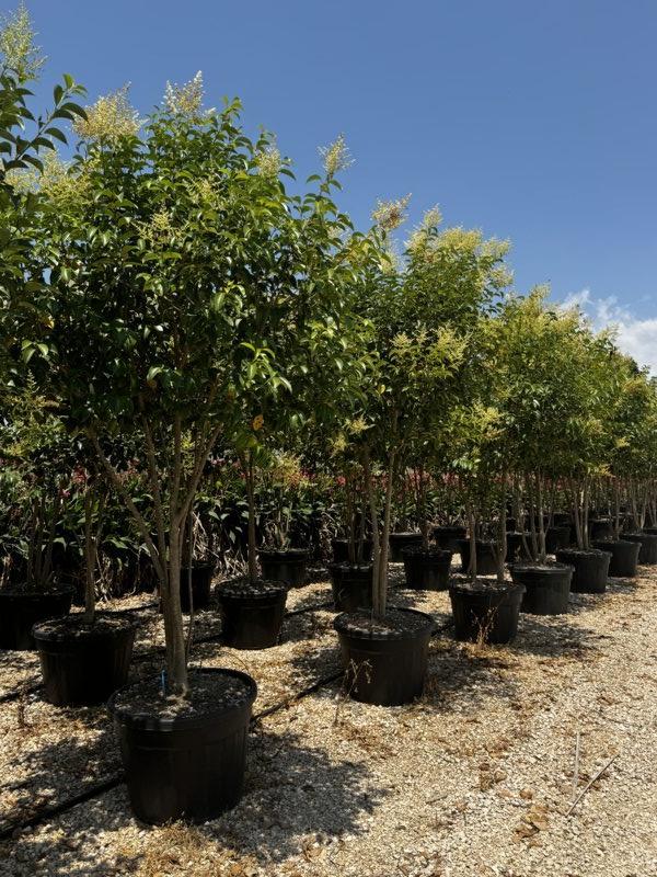LIGUSTRUM JAPONICUM