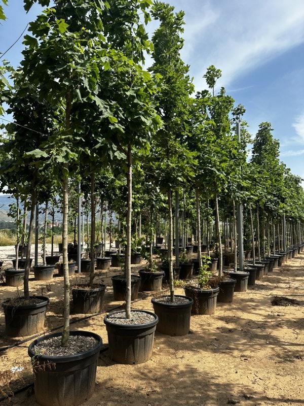 ACER PLATANOIDES