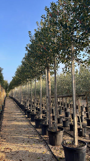 ILEX AQUIFOLIUM NELLIE R. STEVENS