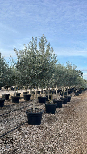 OLEA EUROPEA CIPRESSINO