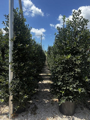ILEX AQUIFOLIUM NELLIE R. STEVENS