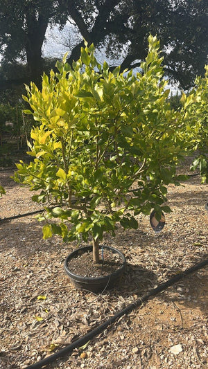 CITRUS LIMON