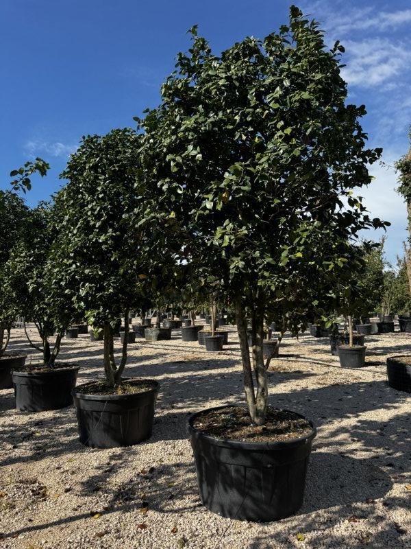 CAMELIA JAPONICA