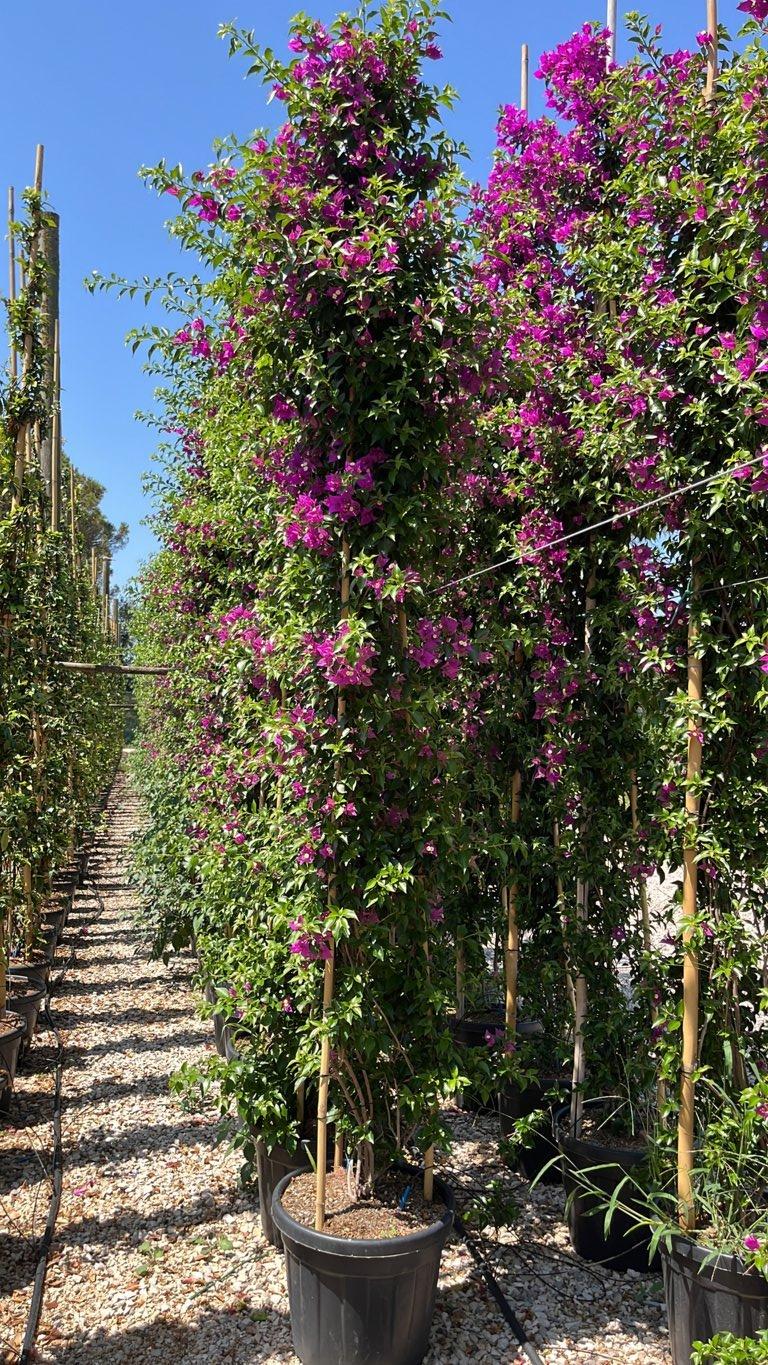 BOUGAINVILLEA SANDERIANA