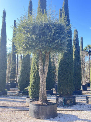 QUERCUS S. SUBER