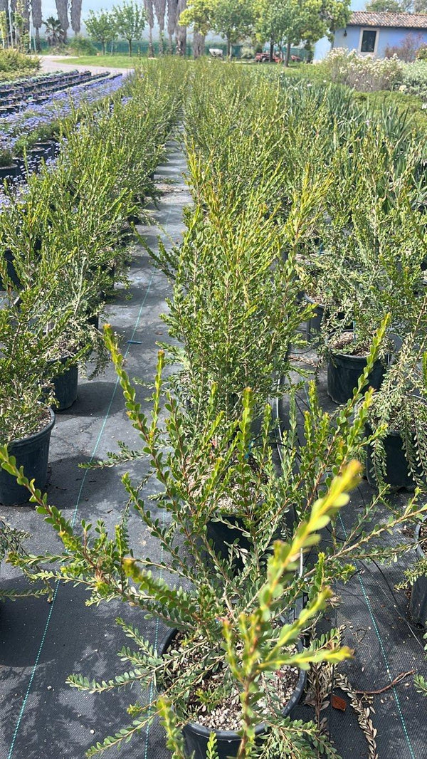 MELALEUCA ACUMINATA