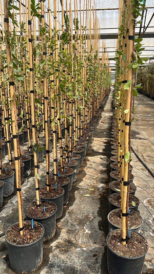 ARBUTUS UNEDO