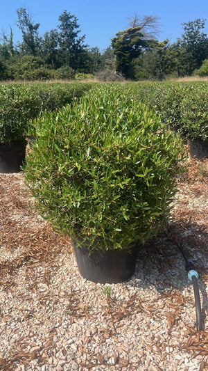 PHYLLIREA ANGUSTIFOLIA