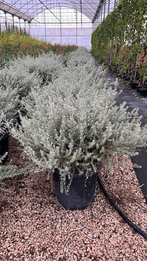 WESTRINGIA FRUTICOSA SMOKEY