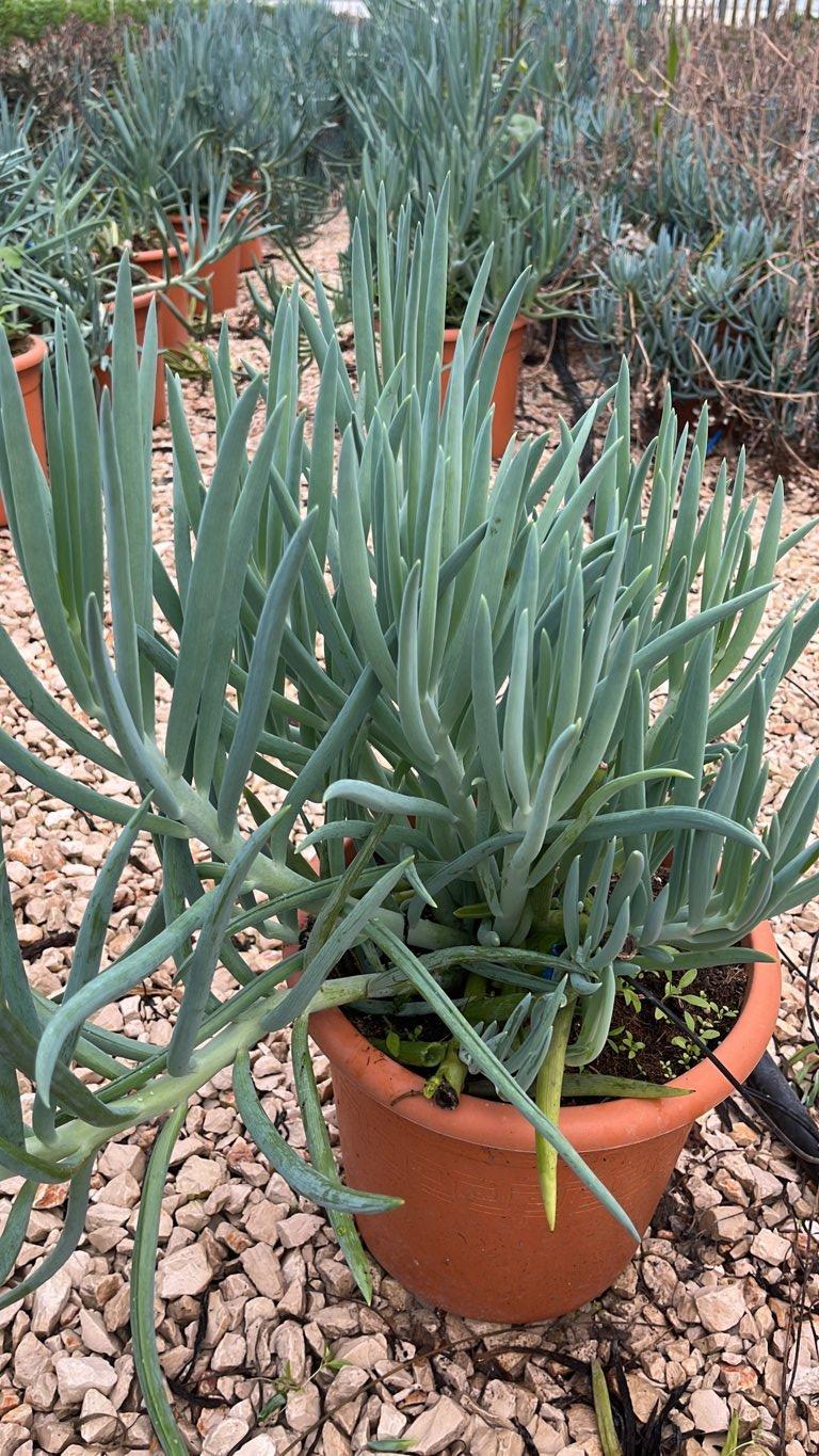 SENECIO FICOIDES