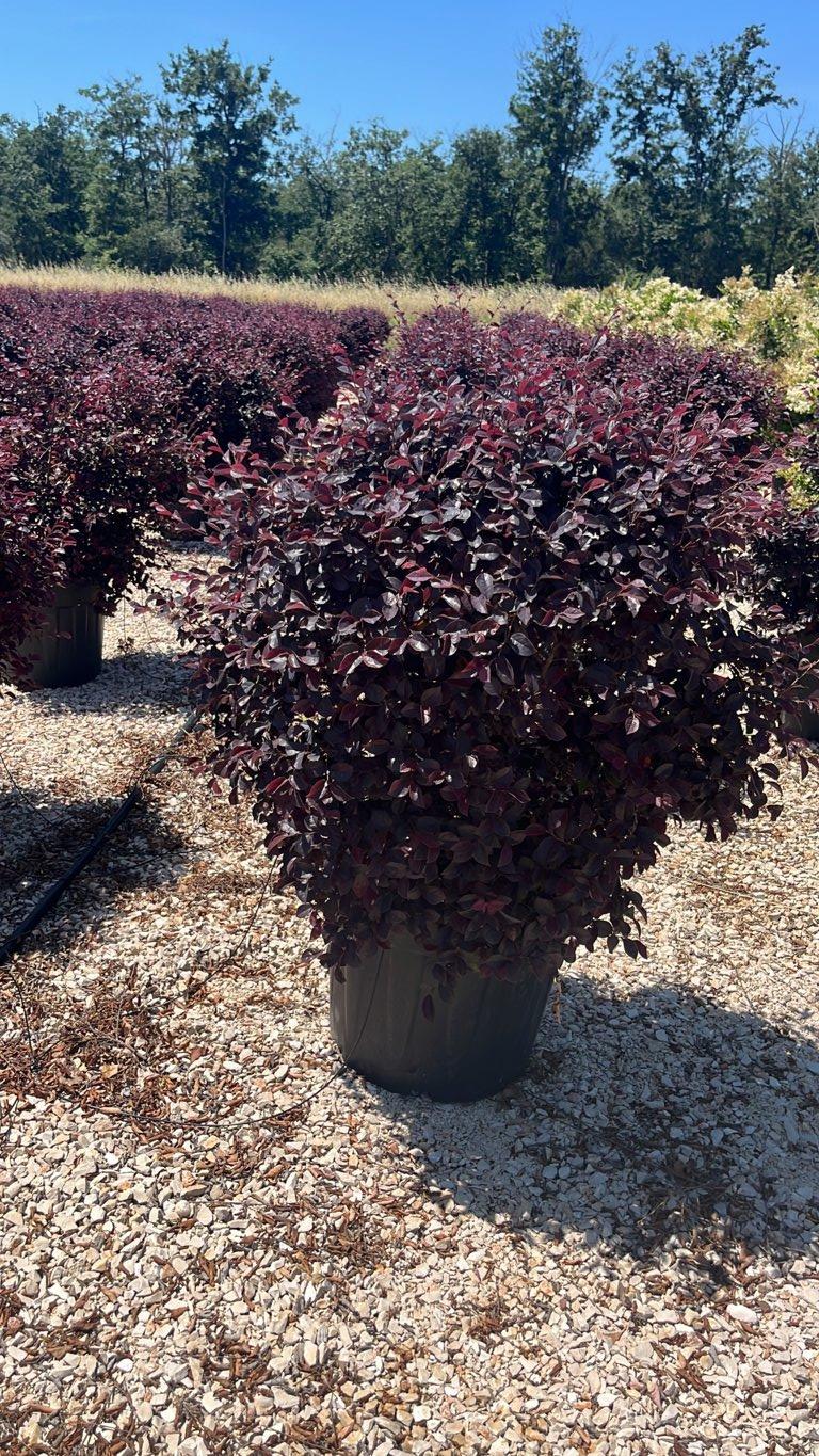LOROPETALUM CHINENSIS BLACK