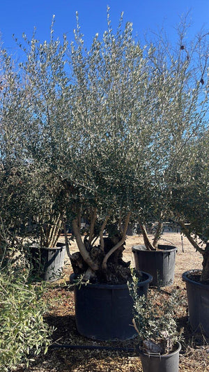 OLEA EUROPEA