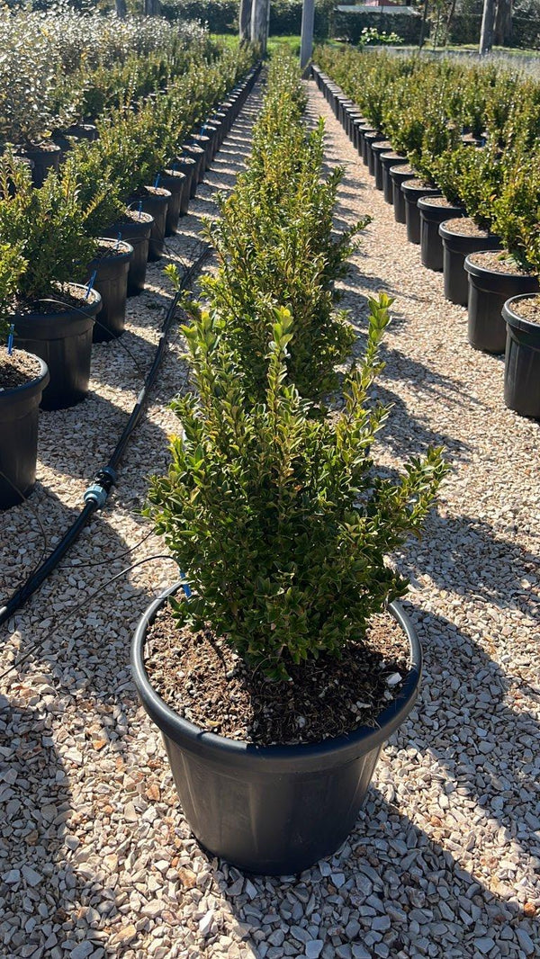 EUONYMUS PULCHELLOS