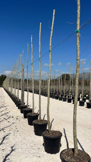 PLATANUS ACERIFOLIA