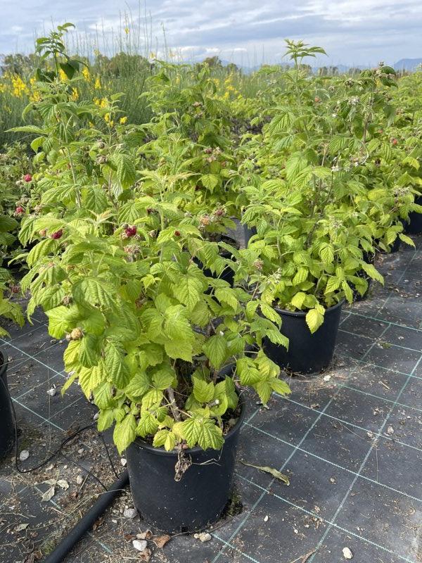 RUBUS IDAEUS