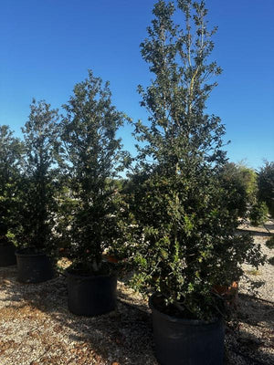 ILEX AQUIPERNYI DRAGON LADY