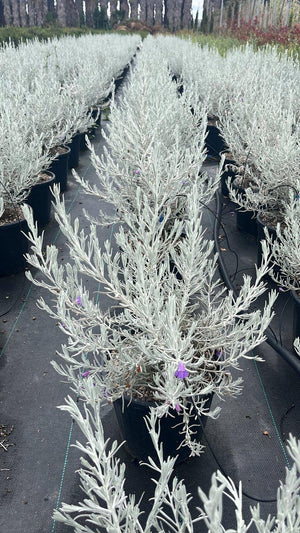 EREMOPHILA NIVEA