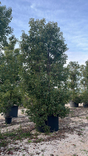 CINNAMOMUM CAMPHORA