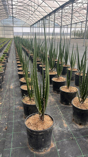 ALOIDENDRON BARBERAE