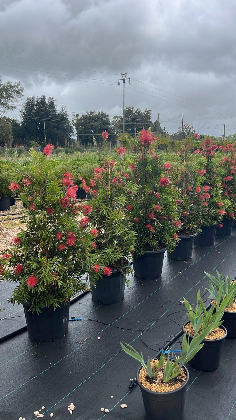CALLISTEMON VIMINALIS HOLY SPIRIT