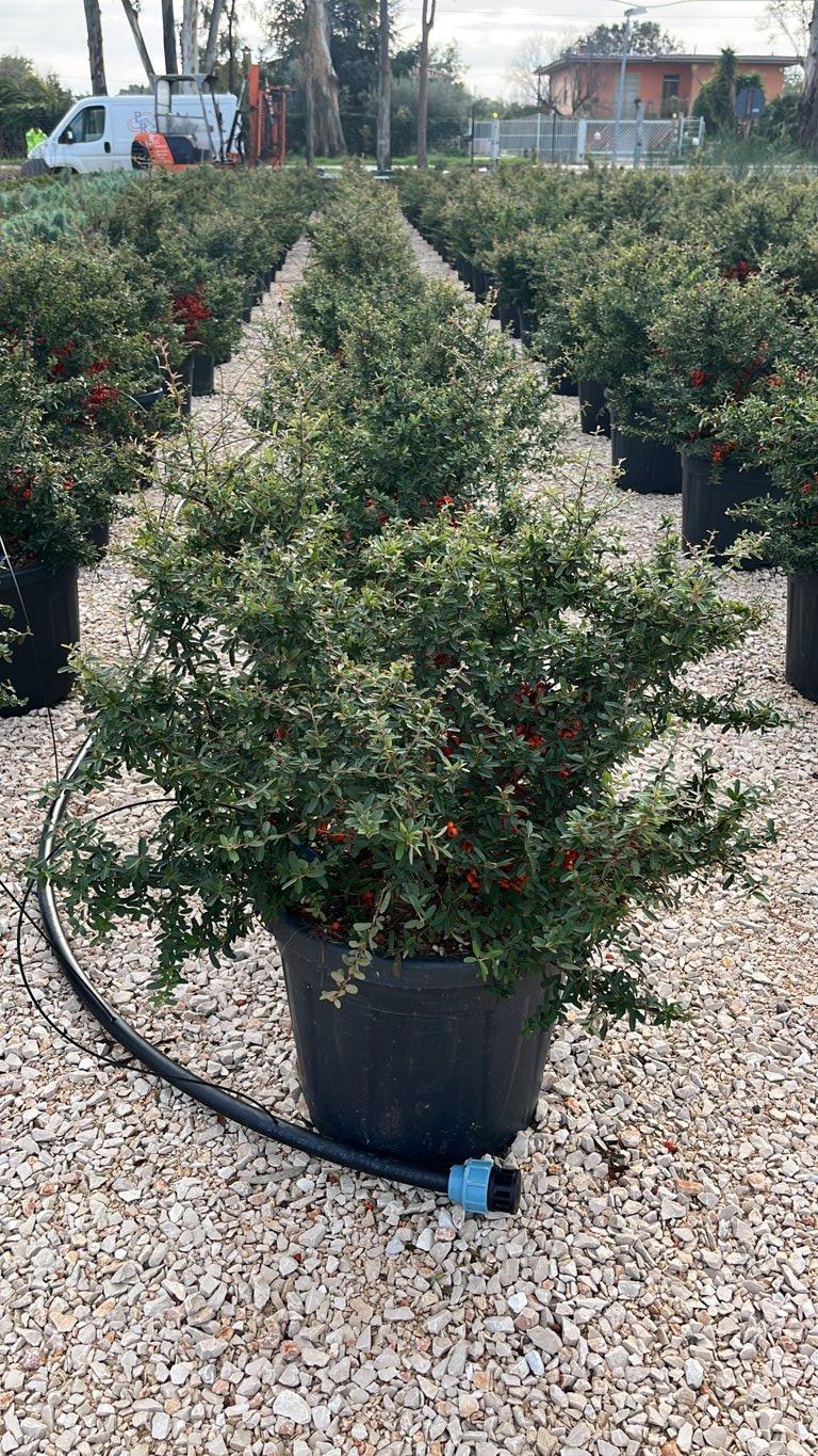 PYRACANTHA NAVAHO