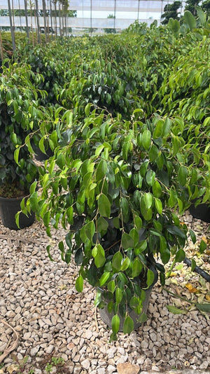 FICUS S. BENJAMINA DANIELLE