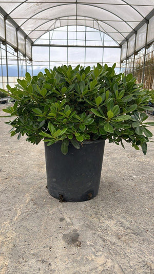 PITTOSPORUM TOBIRA NANO