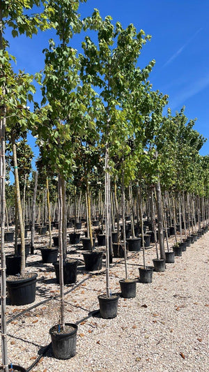 ACER RUBRUM