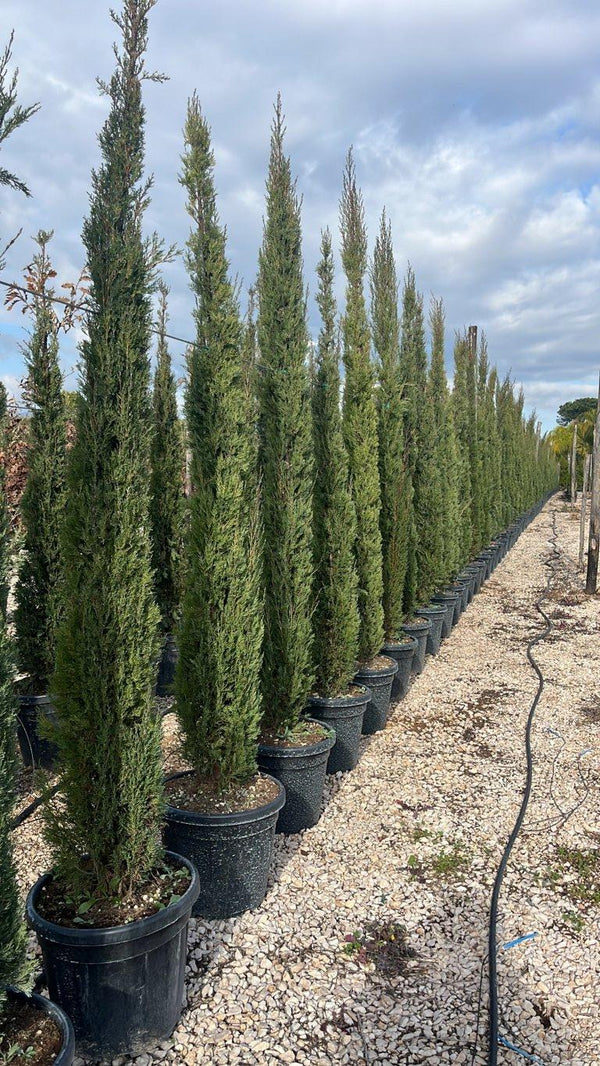 CUPRESSUS SEMPERVIRENS PYRAMIDALIS