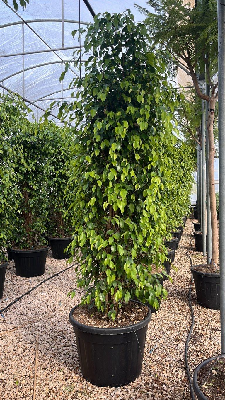 FICUS S. BENJAMINA