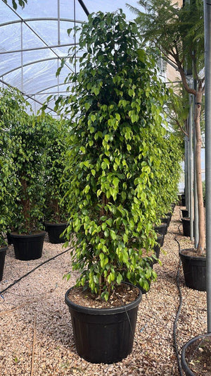 FICUS S. BENJAMINA