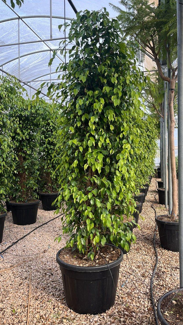 FICUS S. BENJAMINA