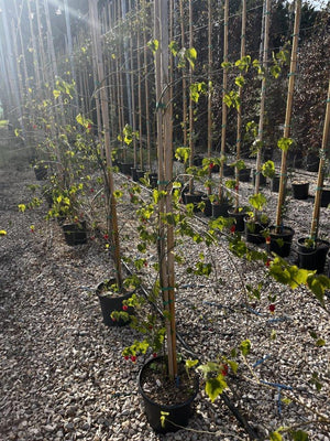 ABUTILON MEGAPOTAMICUM