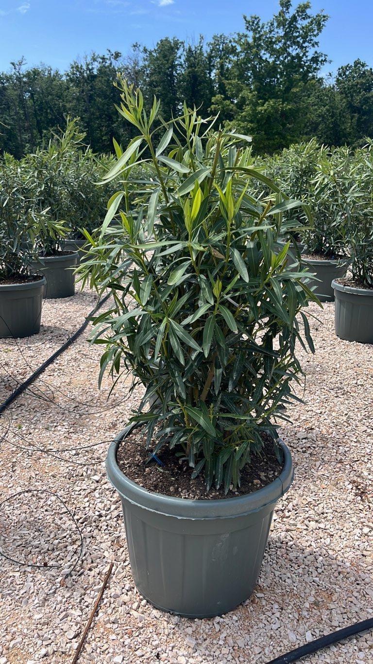 NERIUM OLEANDER BIANCO