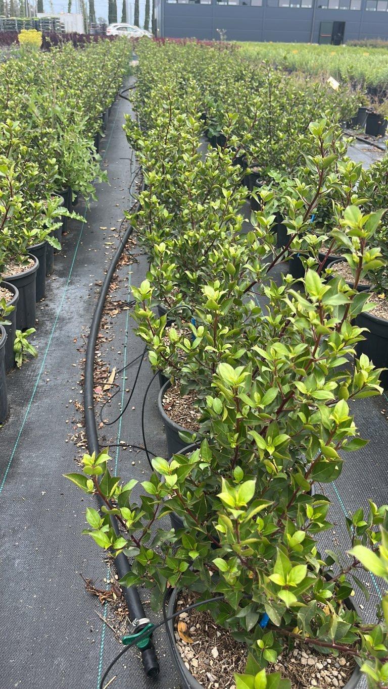 RHAMNUS ALATERNUS
