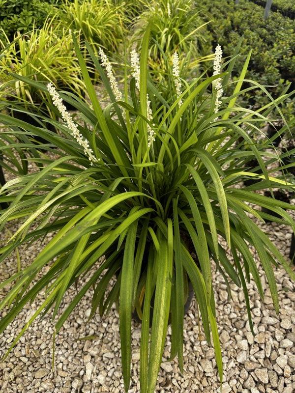 LIRIOPE MUSCARI MONROE WHITE