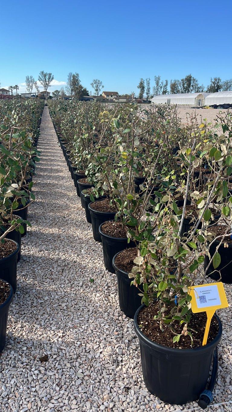 ELAEAGNUS X EBBINGEI