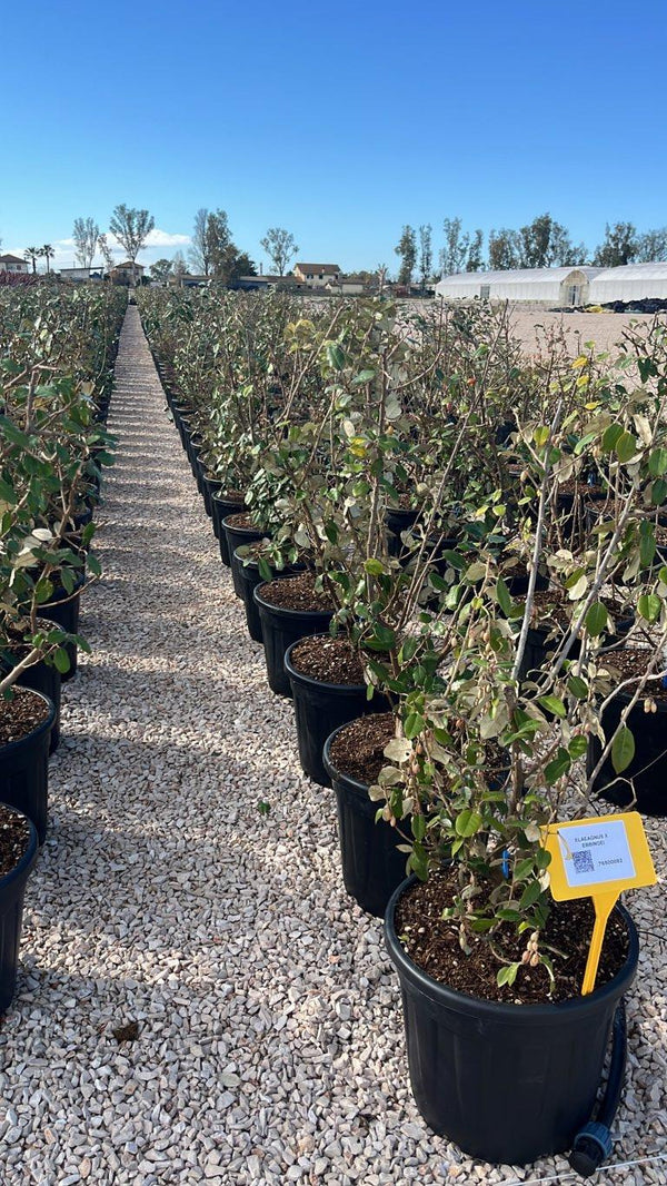 ELAEAGNUS X EBBINGEI