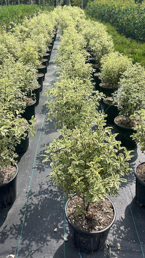 PITTOSPORUM TENUIFOLIUM SILVER QUEEN
